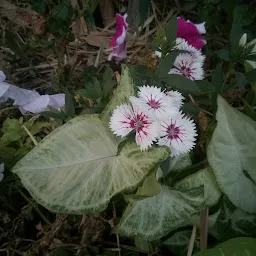 Shrimant Pratapsinh Ayurvedic Garden Satara