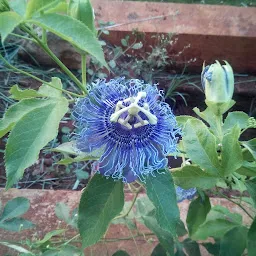 Shrimant Pratapsinh Ayurvedic Garden Satara