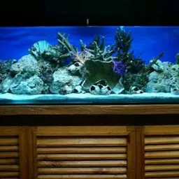 Azamgarh Aquariaum shop