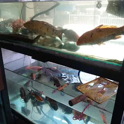 Baba Mungipa & Sai fish Aquarium & dog / Bird food shop