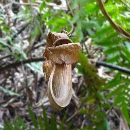 Baghmara Pitcher Plant Sanctuary