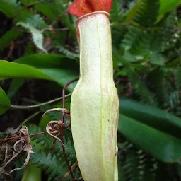 Baghmara Pitcher Plant Sanctuary