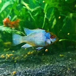 Baidyanath Aquarium