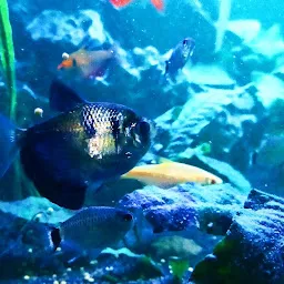 Baidyanath Aquarium