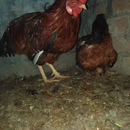Bains Bro Poultry Farm
