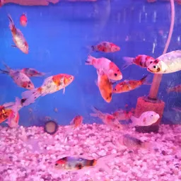 Balaji Aquarium
