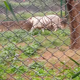 Balrampur Lion House(LUCKNOW ZOO)