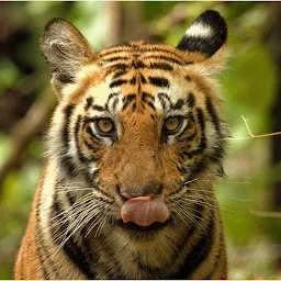 Bandhavgarh Tiger Reserve m.p.
