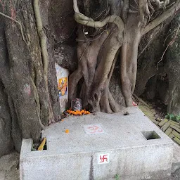 Banyan Tree (Historic)