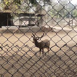 Barking Deer Enclosure