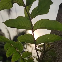 Basveshwar colony park