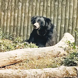 Bear Enclosure
