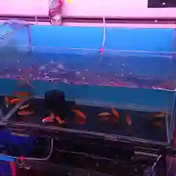 Beauty Aquarium Fish shop