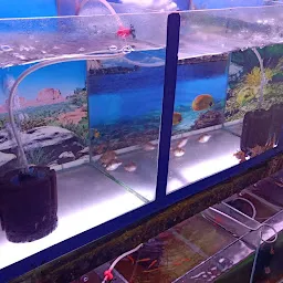 Beauty Aquarium Fish shop