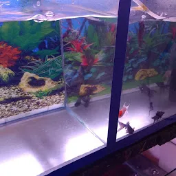 Beauty Aquarium Fish shop