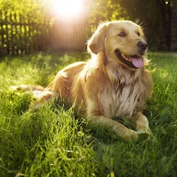 Best Pets Grooming in Lucknow