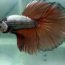 Betta and carp fish