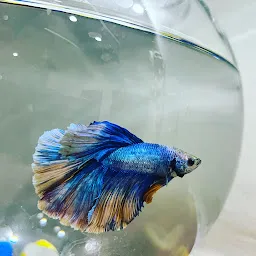 Betta fish Hyderabad