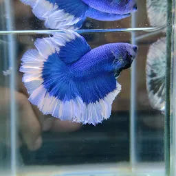 Betta fish Hyderabad