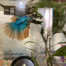 Betta fish Hyderabad