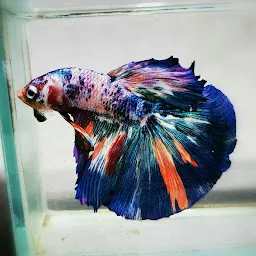 Betta galaxy breeding