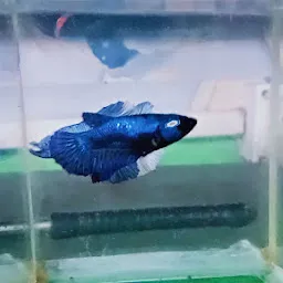 Betta's Jyoti