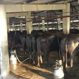 Bhajanlal Dairy