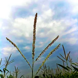 Bhandari Farm House