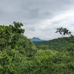 Bhandra forest