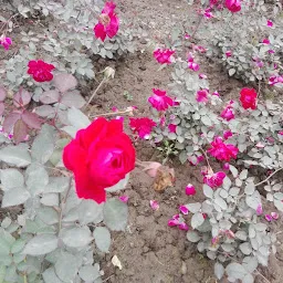 Bhanwar Pokhar Park (भंवर पोखर पार्क)