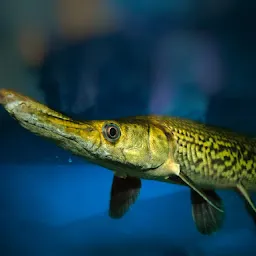 BHARAT FISH AQUARIUM