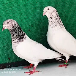 BHOPAL PIGEON PVT LTD