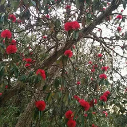 भुमियाथान ऎडी राजा मन्दिर परबडा