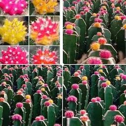 Bidhya pradhan cactus and sacullent nursery
