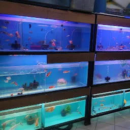 Big fish aquariums