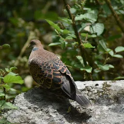 Binsar Forest Retreat