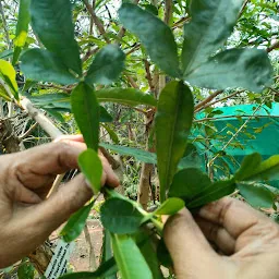 Biodiversity Park -Botanical Garden