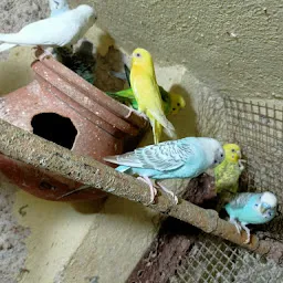 Bird care and sell