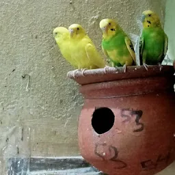 Bird care and sell