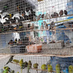 Bird Market Patna