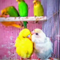 Bird Market Patna