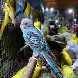 Bird Market Patna