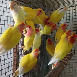 Bird Shop