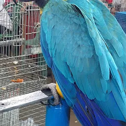 Bird show