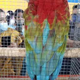 Bird show