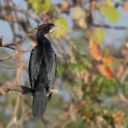 Bird Watching, Umbarli village