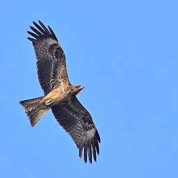 Bird Watching, Umbarli village