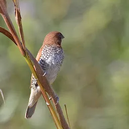 Bird Watching, Umbarli village