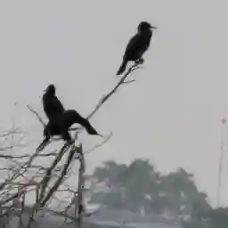 Bird Watching Valankulam