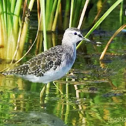 Birding hotspot sangli